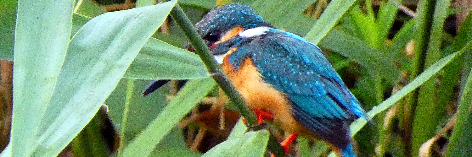 マヌちゃん (MANU-chan) banner