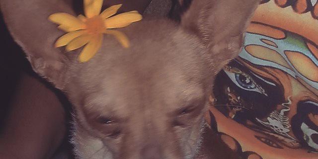 sadcabrona's profile banner image