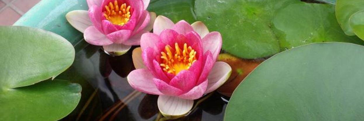 ながつききよえ🍥(只野里維)🍥 banner