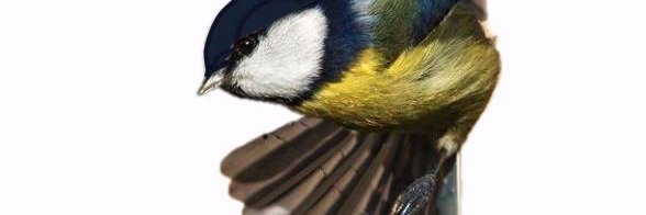 michelkoolmees's profile banner image