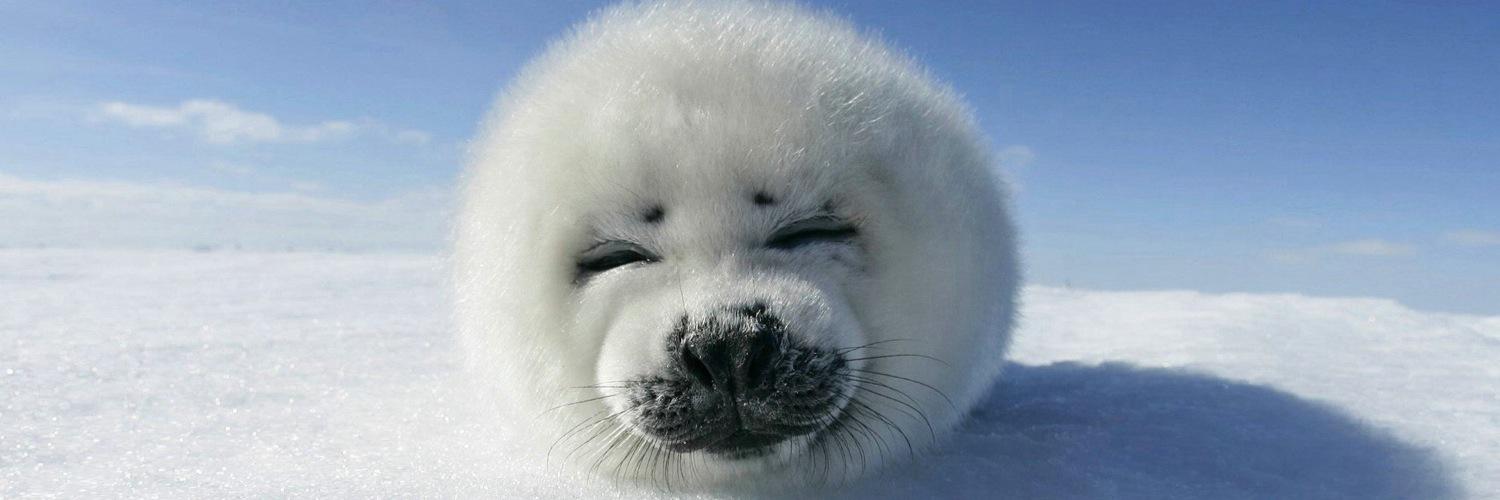 _animalfun's profile banner image