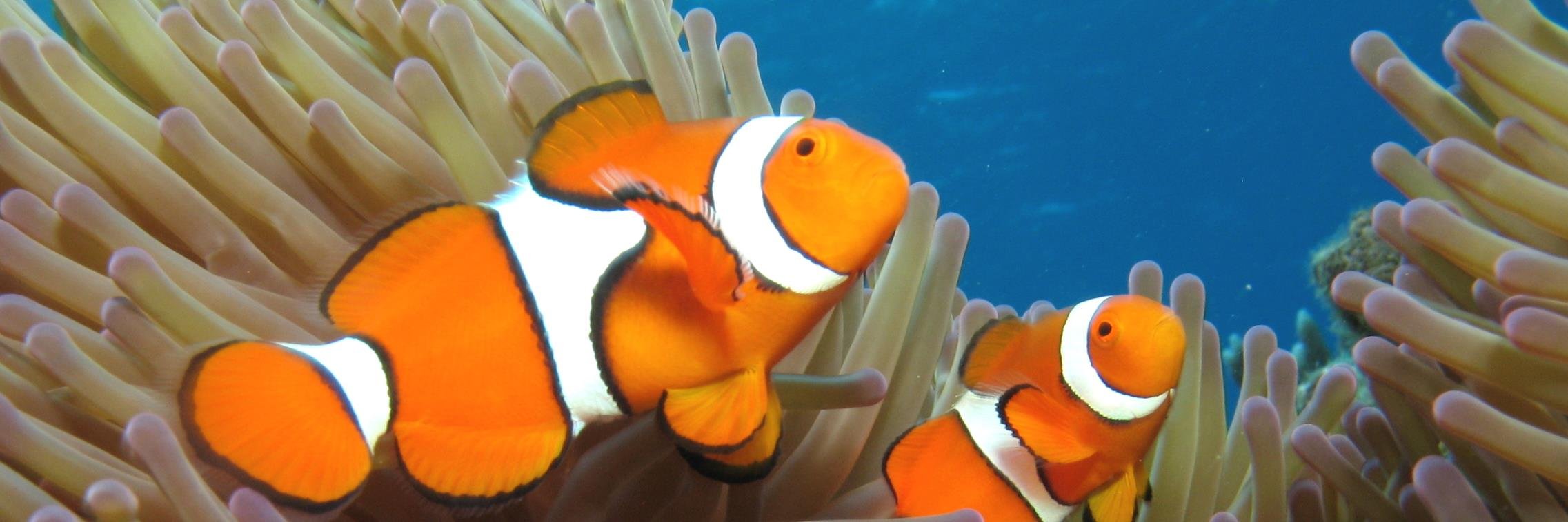 reefadventure's profile banner image