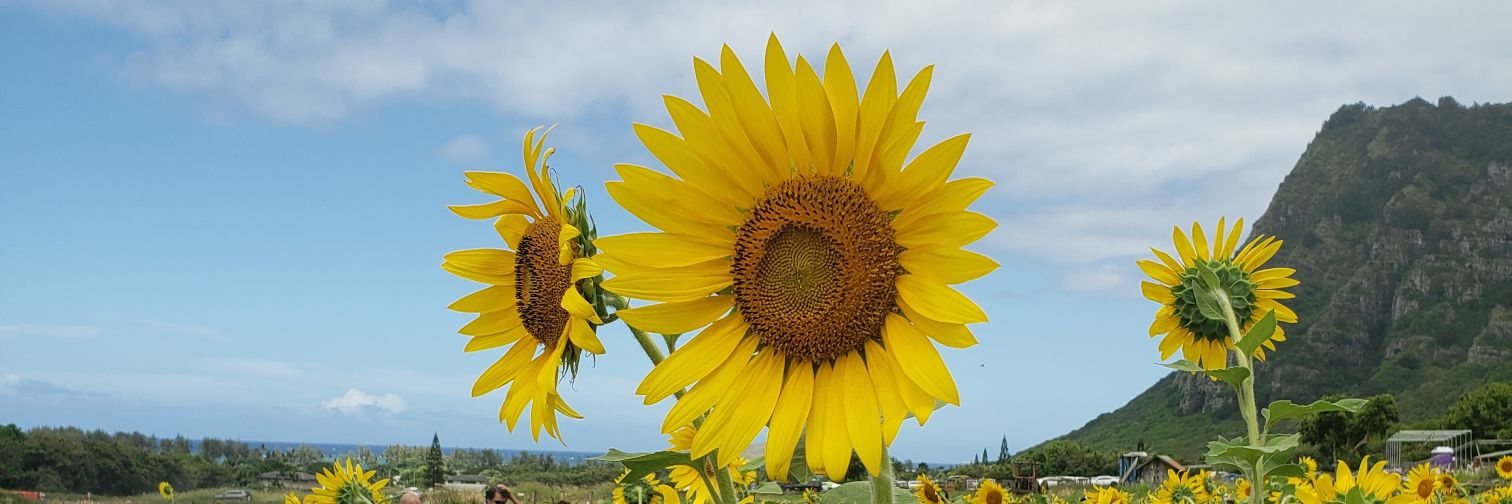 All_Ta_Ment's profile banner image