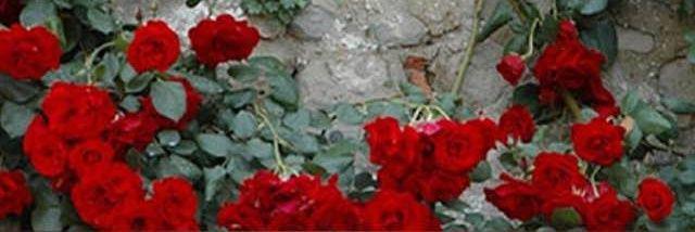 659e3fb672b4446's profile banner image