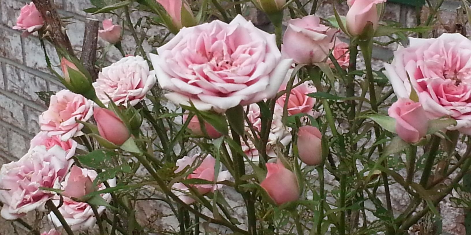 Sandra Engstrand banner