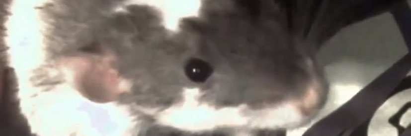 itsxaliyah's profile banner image