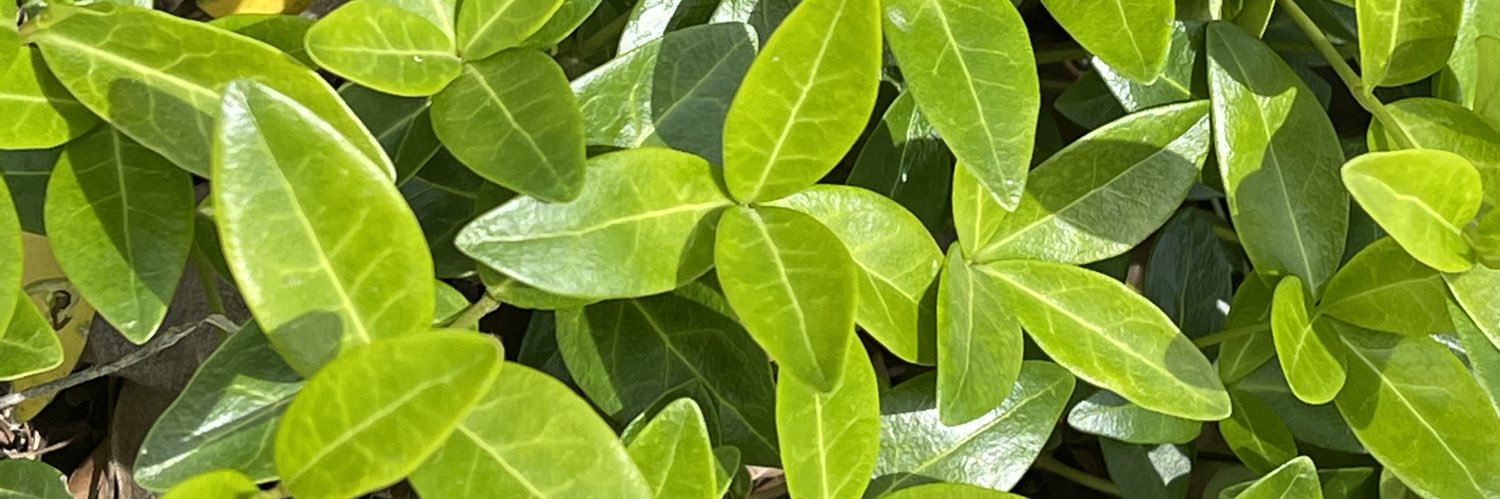 CarlsonAshlyn's profile banner image