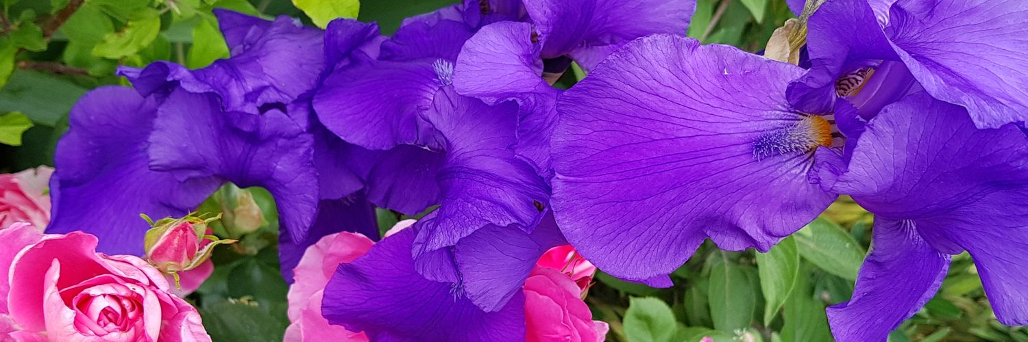 ElissaFriday's profile banner image