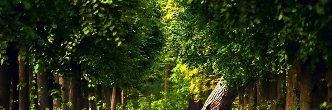 patrickubirajar's profile banner image