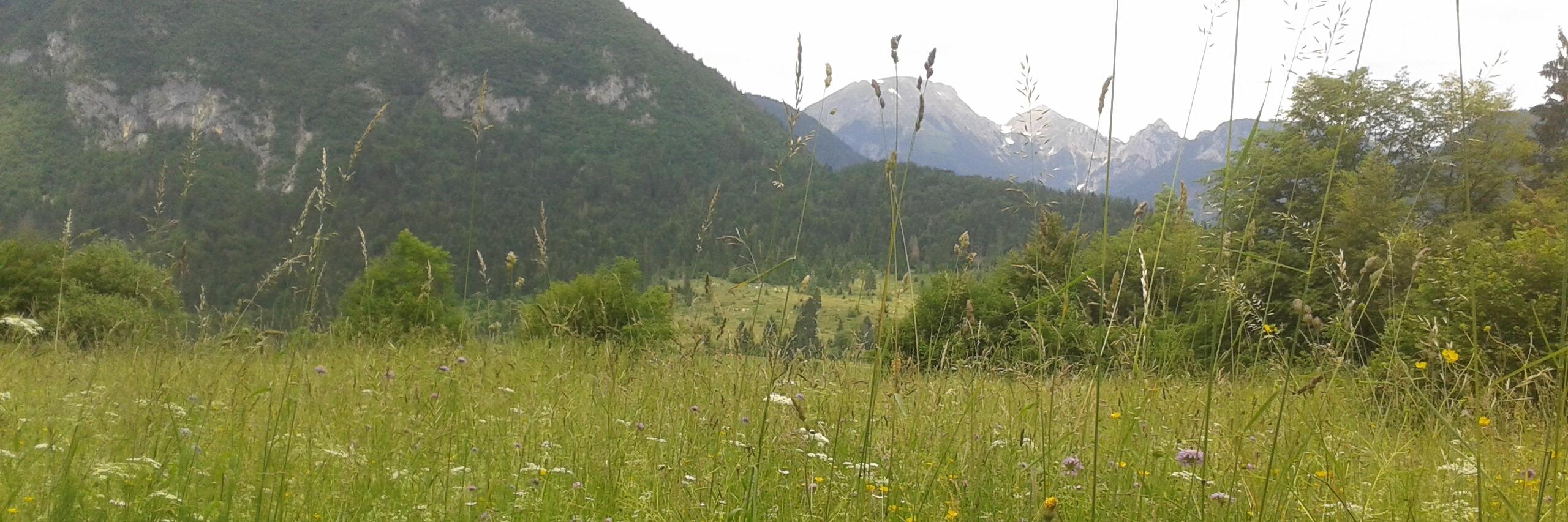 Chris Smith 🇪🇺 banner