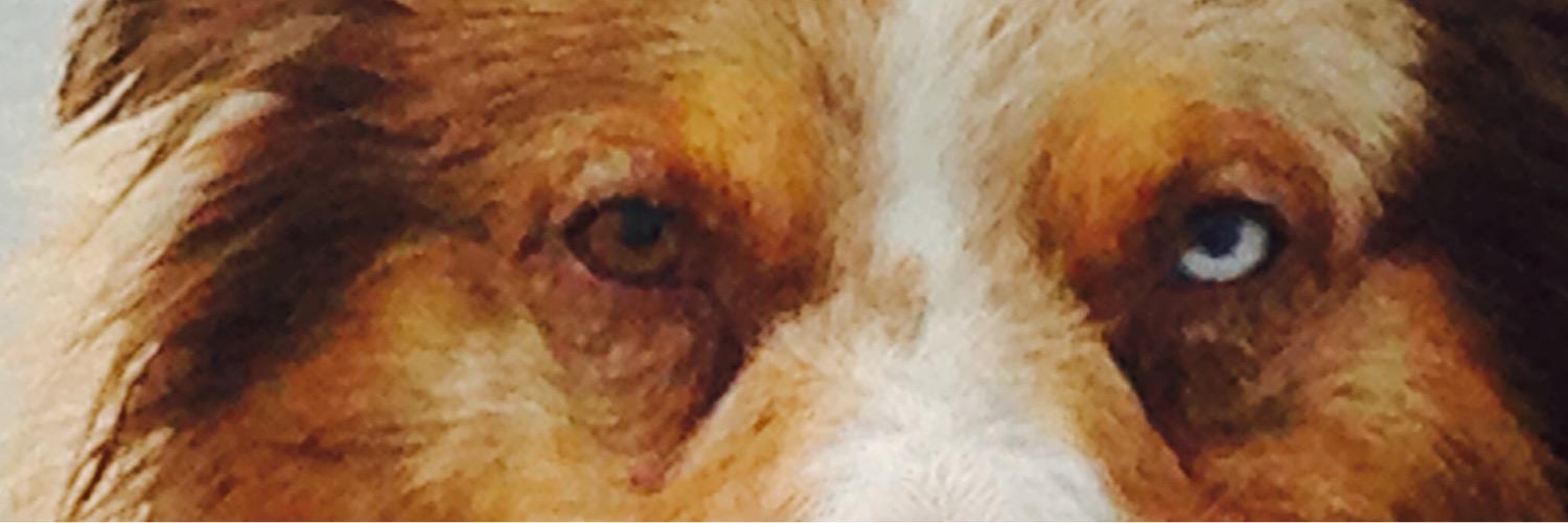 XandraAs's profile banner image