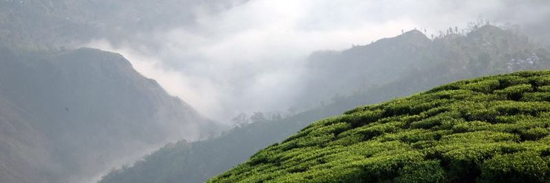 Teekampagne banner