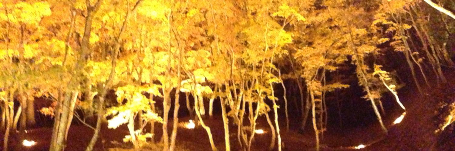 okapi0921's profile banner image