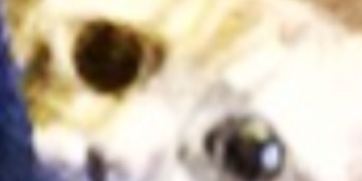 Snakesmacrame's profile banner image