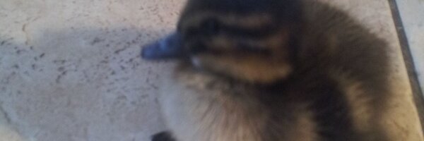 Cod_smasher Profile Banner