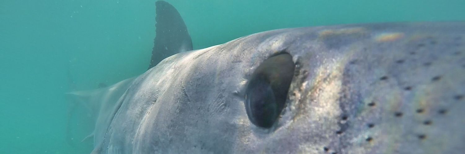 Esther Jacobs 🏴󠁧󠁢󠁳󠁣󠁴󠁿🇿🇦🦈 banner