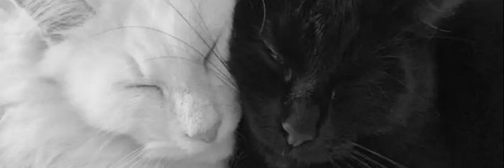 notjustelisa's profile banner image