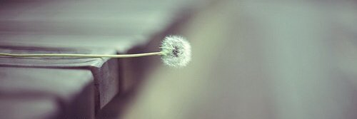 dan_adool's profile banner image