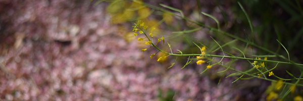 pyama_17 Profile Banner