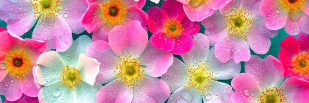asma91ali's profile banner image