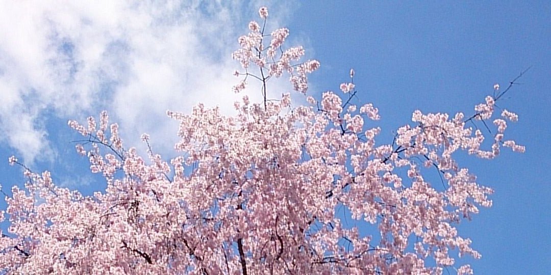 saika1229's profile banner image