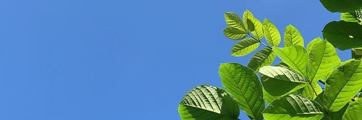 OP banner