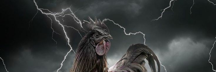 DANILOSER's profile banner image