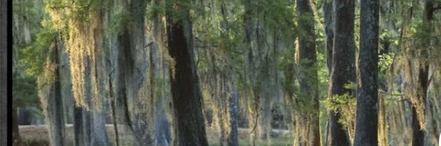 Ruby Dragonfly RN💉💉 banner