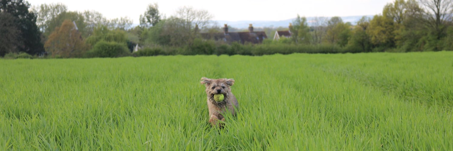 Carla 🐻 ✊🏽✊🏾✊🏿 banner