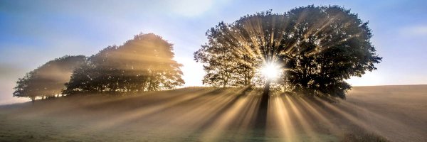 forRadiant Profile Banner