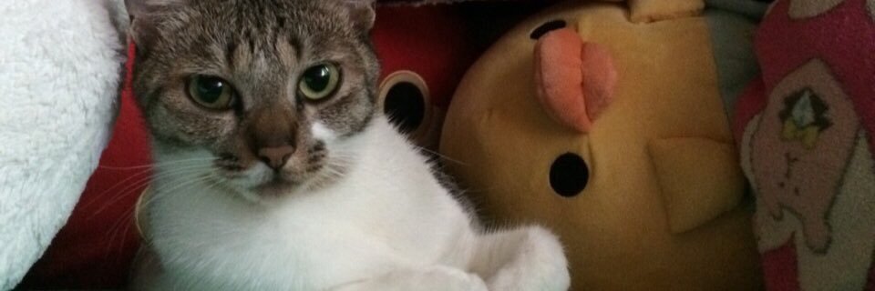 haaaaaanyan's profile banner image