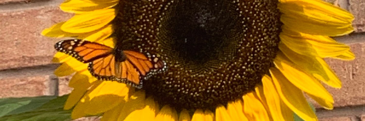 hali_ns's profile banner image