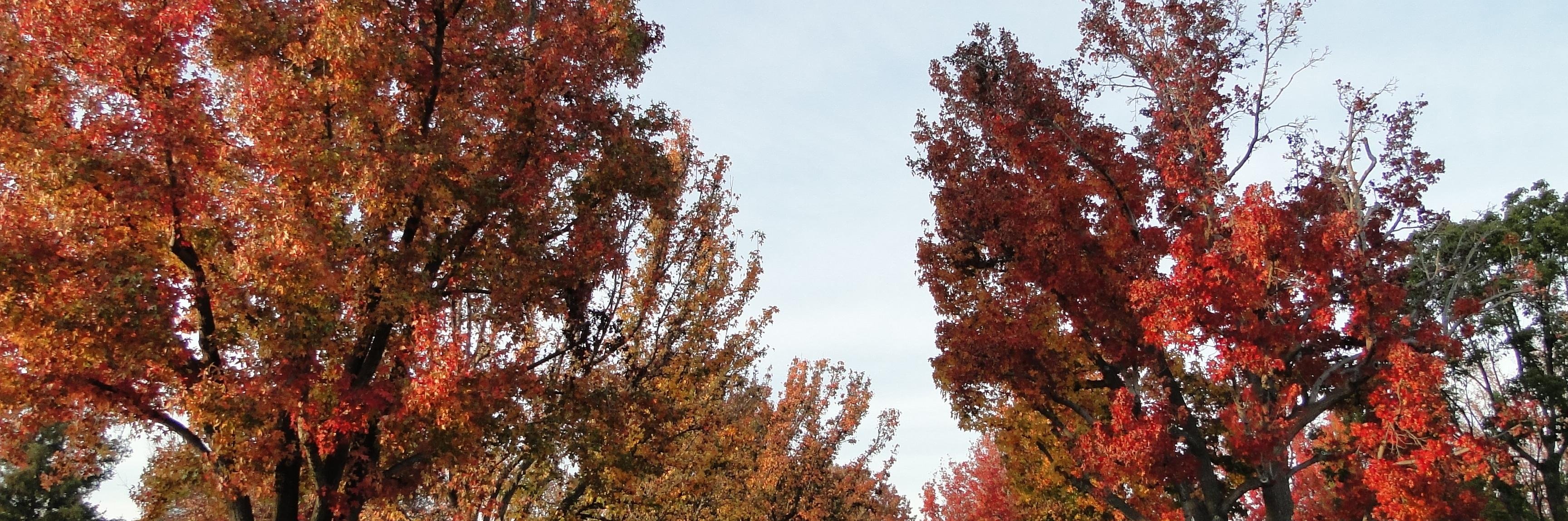 EdFlawman's profile banner image