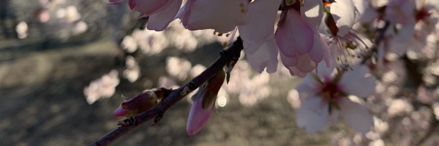 sandraldia's profile banner image