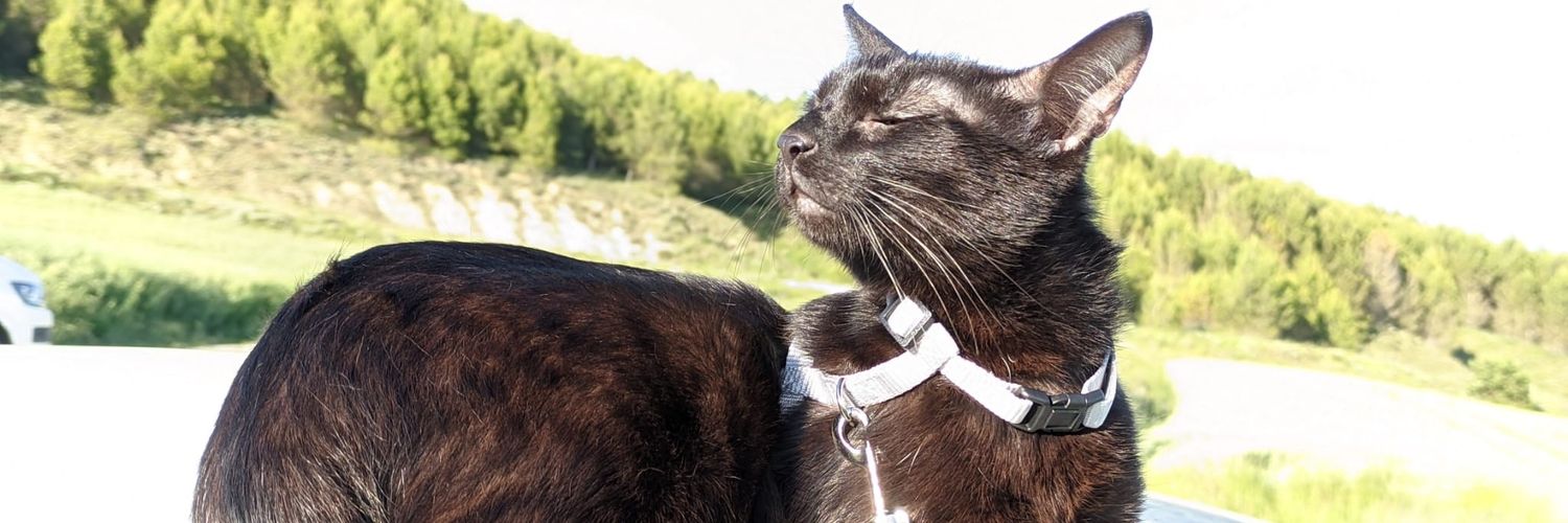 ⛧Spooky Bego⛧ banner