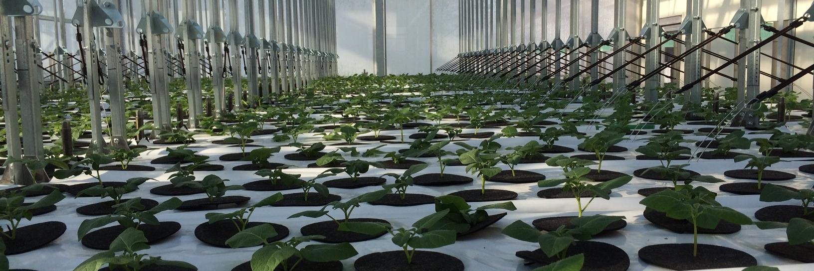 Vital Seeds banner