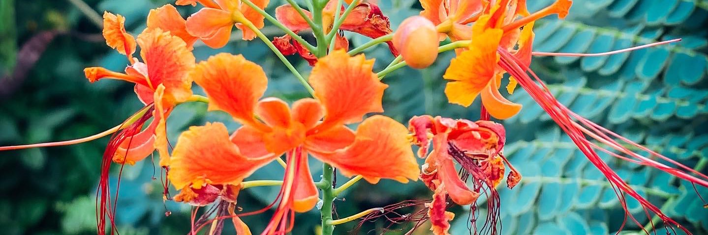 Rachel Graham Nelson banner