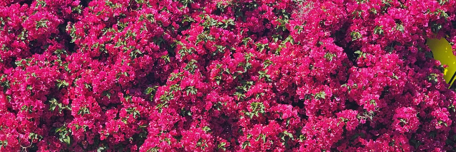 clauleclerc's profile banner image