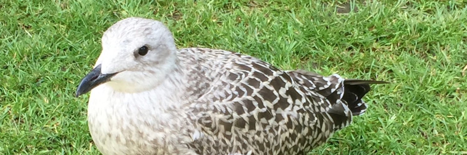 NONAKA Daisuke banner