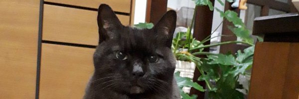 hanabo1097 Profile Banner