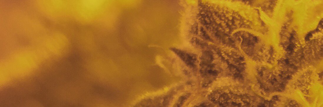 SecondSunGrow's profile banner image