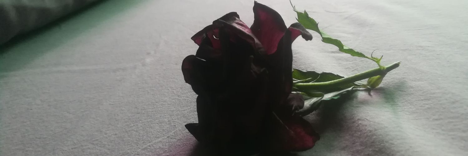 Wardahsheikh's profile banner image