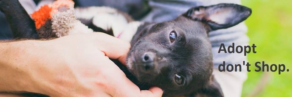 Save Me Dog Rescue banner
