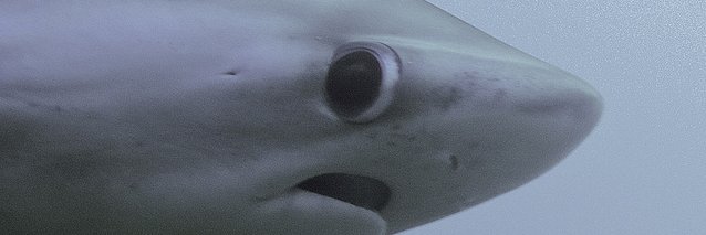Al_dmc's profile banner image