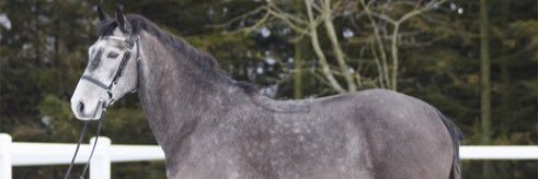 NickeAlex1's profile banner image