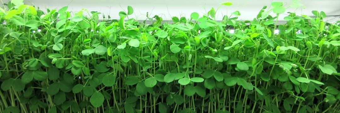 Sweet Peas UG banner