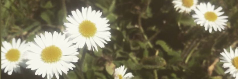 TrishRafter's profile banner image