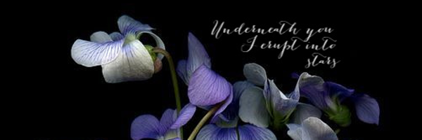 SweetViolettes Profile Banner