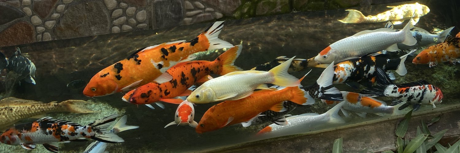 dindul ୨ৎ banner