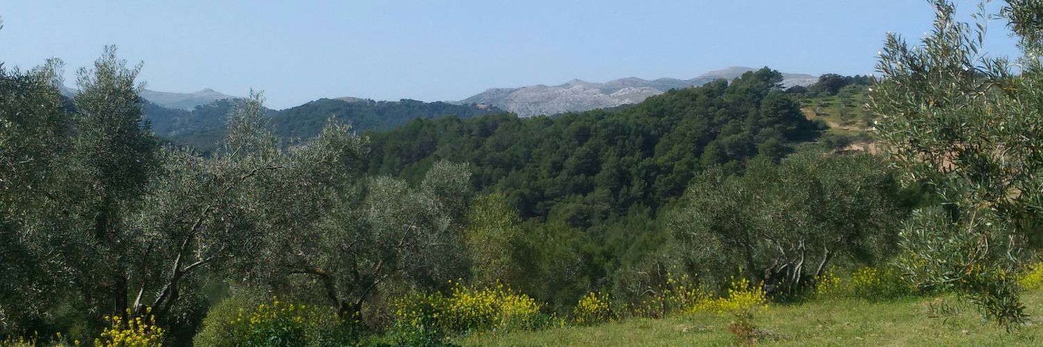 mlmatrui's profile banner image